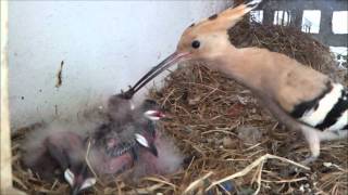 Hoopoe Nest HD V1  Part 1 of 2 [upl. by Alvarez884]