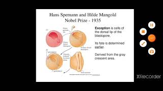 Transplantation experiments of Spemann and Mangold and chemistry of organisers [upl. by Urbai]