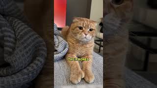 The Truth About The Cat Breed SCOTTISH FOLD 🤯 [upl. by Norval]