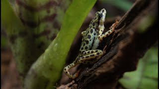 Atelopus Balios Exploring Terrarium [upl. by Stiruc]