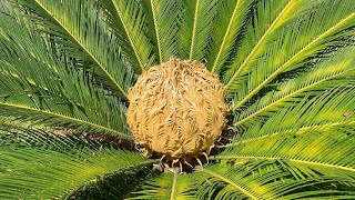 BEAUTIFUL CYCUS PLANT PROPAGATION amp CARE  KANGI PALM  RM Garden shorts [upl. by Llert201]