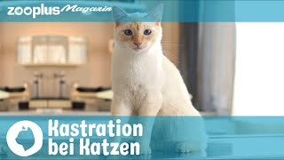 Kastration bei Katzen Gründe Ablauf Vor amp Nachteile  zooplus Magazin [upl. by Andrel455]