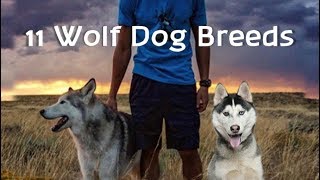 11 Wolf dogs Wolf hybrid dog breeds [upl. by Effy]