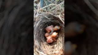 Chirping Wonders Babbler Bird Babies Take Their First Steps shortsfeed ytshorts [upl. by Lonni]