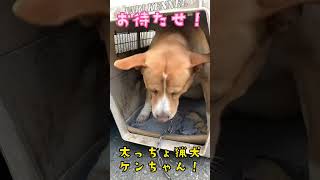 満を持して太っちょ猟犬ケンちゃん登場！口の中を血だらけにして食べるジャーキーは格別！ [upl. by Mccreary967]