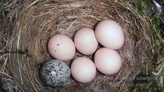 Ask the Naturalist Should I remove a Cowbird egg [upl. by Yuille924]