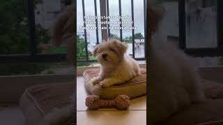 Alguém quer adotar esse filhote  dogshorts cotondetulear pluma [upl. by Ahcmis]