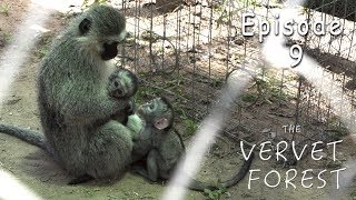 Baby Monkeys Peggy and Joli Adopted by Foster Mom Monkeys  Ep 9 [upl. by Philipines929]