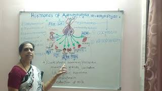 Hormones of adenohypophysis amp neurohypophysis [upl. by Enyamrahs]