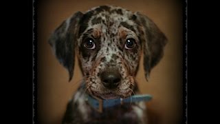 9 Week Old Catahoula Leopard Dog Obedience [upl. by Akered]