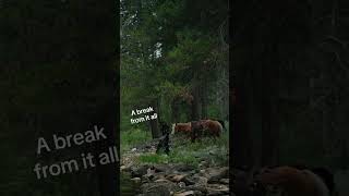 Hydrothermal explosion sends tourists running at Yellowstone National Park [upl. by Maillw591]