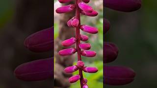 Cordyline fruticosa [upl. by Ailuig]