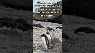 Gentoo penguin delivering a pebble ❤️🐧penguin travel gentoo pebbles antarctica [upl. by Llewellyn]