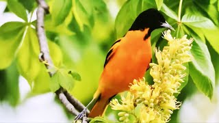 Baltimore oriole an insect and fruiteating bird contrasts colors through clouds on moonlit nights [upl. by Aysan252]