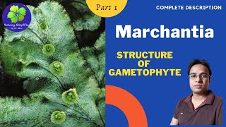 Marchantia  Structure of Gametophyte  BSc 1  MSc 1  NEET [upl. by Ydnik680]