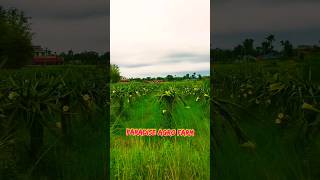 Paradise Agro Dragon Fruit Farm Nepal gardening farming nature dragonfruit shorts trending [upl. by Winnie]