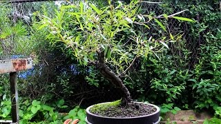 Willow Bonsai July 2014 [upl. by Viccora]