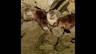 River otter pair resting [upl. by Casilde691]