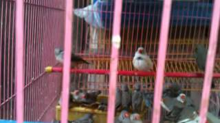 Birds Nargess Bird Market Kabul Afghanistan [upl. by Benito347]