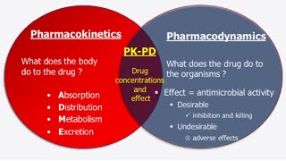 pharmacokinetics amp pharmacodynamics [upl. by Ddal]