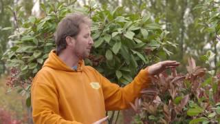 Photinia Red Robin Sizes and Shapes [upl. by Bethel]