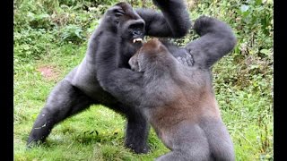 Gorillas tear each other apart [upl. by Ettenil933]