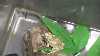 Japanese Tree Frog eating cockroaches ゴキブリを食べるカエル [upl. by Weasner]