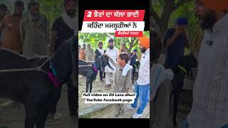 2 ਭੈਣਾਂ ਦਾ ਇੱਕ ਭਰਾ ਚਾਰਦਾ ਬੱਕਰੀਆਂ goats goatfarming farming bakrimandipunjab [upl. by Aeikan]