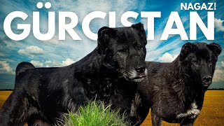 ÇOBANI AYI SALDIRISINDAN KURTARAN KÖPEKLER gürcistan dogs georgia [upl. by Auqinu]