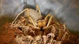 Camel Spider Screeching Stridulating [upl. by Nellir]