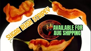 Sugar Rush Stripey Pepper Review [upl. by Cordey]