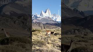 Did you know that guanacos are distantly related to camels Shorts Guanacos SouthAmerica [upl. by Berna332]