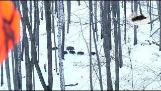 Wild boar driven hunting fever in december 2023 best moments compilation [upl. by Nuri]