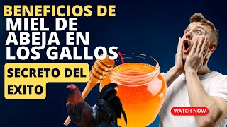 Beneficios de la Miel en los Gallos Finos 🐓🏆🥊 [upl. by Aiblis]