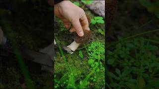 Morel Mushroom harvest  Fresh Natural Vegetables shorts ytshorts mushroom [upl. by Nairehs]