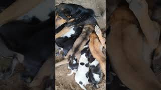 Adorable Puppies Stealing Hearts – Can You Count Them All happypuppy puppyspot bestpuppy [upl. by Aiotal]