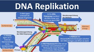 DNA Replikation  Verdopplung der DNA Biologie Oberstufe [upl. by Inhsor]