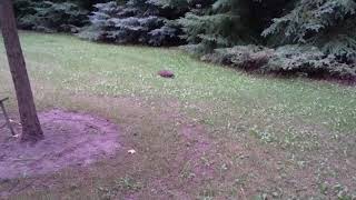 Fat groundhog almost gets run over😥 [upl. by Sina998]