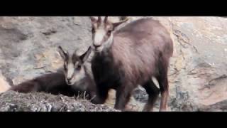 Chamois [upl. by Sacha]