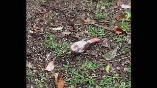 Leucistic Northern Cardinal [upl. by Bradan]