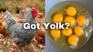 You Must Do This for Maximum Chicken Egg Nutrition [upl. by Rame]