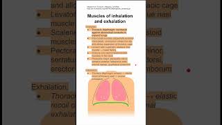 Muscles of inhalation and exhalation [upl. by Ravert]