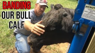 BandingCastrating a 200 lb Bull Calf  Priefert Headgate [upl. by Naresh]