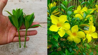 How to grow and care allamanda flower simple method [upl. by Revert]