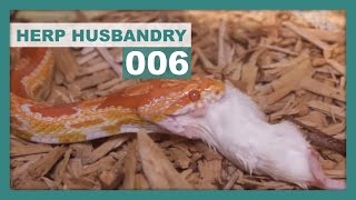 How to Thaw amp Feed Frozen Mice to Snakes [upl. by Nylg]