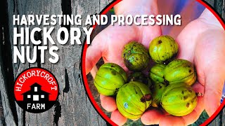 Harvesting Hickory Nuts  Collecting And Processing Shagbark Hickory Nuts [upl. by Ebehp]