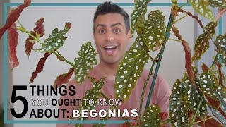 5 Things You Ought To Know About BEGONIA Care Begonia Maculata  Rex Begonia  Plant Care Tips [upl. by Christy]