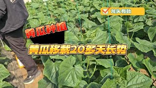 微生物菌剂河南扶沟黄瓜使用翠姆根碧多微生物菌剂，根系发达，龙头健壮有劲 [upl. by Fantasia]