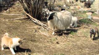 Icelandic Sheepdogs at Work [upl. by Ahsiuqram909]