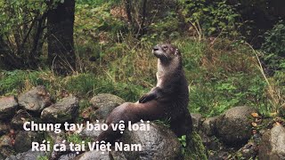 Những gì bạn chưa biết về 4 loài Rái cá đang có nguy cơ tuyệt chủng tại Việt Nam [upl. by Ignazio741]